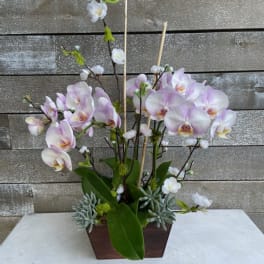 Pink and white orchids arranged in a rectangular wooden planter.