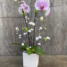 Pink orchids arranged in a white square vase with small white blossoms