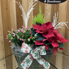 Poinsettia and pink bud plant arrangement in a basket with a holiday ribbon