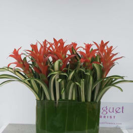 Red bromeliads in a green rectangular vase