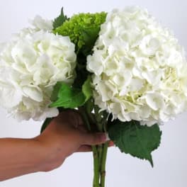 Two white hydrangea blooms held in a hand