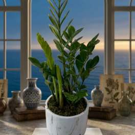 Potted green plant in a white ceramic container