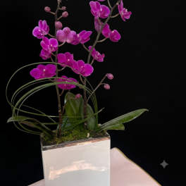 Pink orchid stems in a white square planter