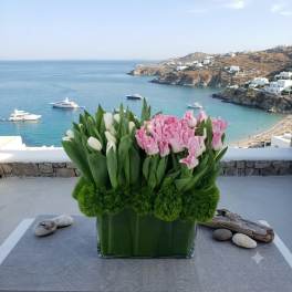 Pink and white tulips arranged in a glass vase with green moss accents