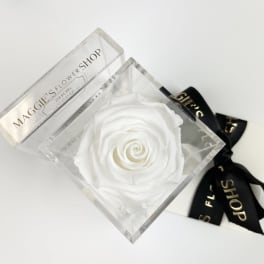 Single white rose in a clear acrylic box with a black ribbon