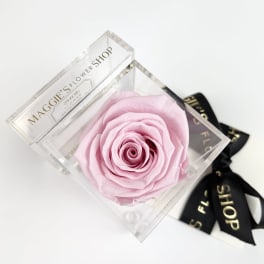Single pale pink rose in a clear square box with a black ribbon