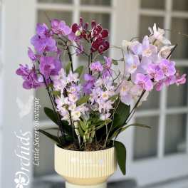 Arrangement of purple and pink orchids in a cream pot