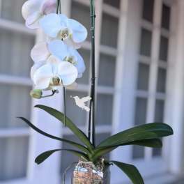Waterfall Orchid Plant | Same-Day Orchid Delivery in Orange County