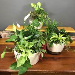 Dish Gardens