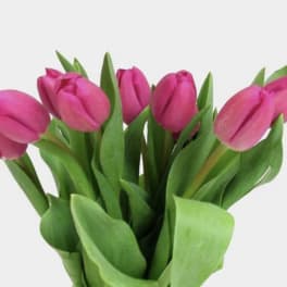 Bunch of bright pink tulips with long green leaves against a white background