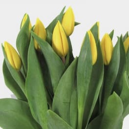 Bundle of yellow tulip buds with closed blooms