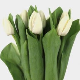 Bundle of white tulips with closed buds surrounded by broad green foliage