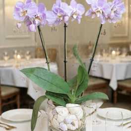 Luxury Lavender Phalaenopsis Orchids Garden | Same-Day Delivery Orange County