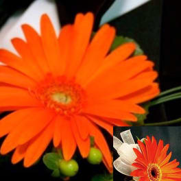 Bright orange gerbera daisy with a small ribbon accent