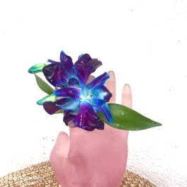Blue and purple orchid bloom held in a pink hand-shaped vase