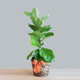 Potted fiddle leaf fig plant in a woven basket with an orange ribbon