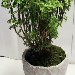 Potted variegated green plant in a textured gray container