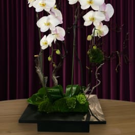 White orchids arranged on tall branches in a black base