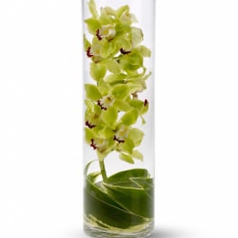 Green orchid stems arranged in a tall clear glass cylinder