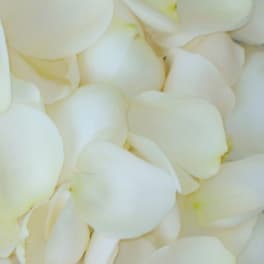 Close-up of white flower petals filling the frame