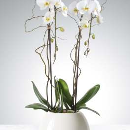 White orchid plant in a white ceramic pot