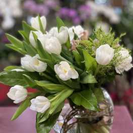 Tulipa Blanca