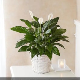 Peace lily plant in a white woven basket on a table