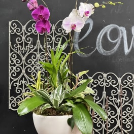 Potted orchid arrangement with white and magenta blooms in a white bowl planter