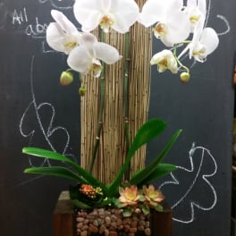 White orchids in a tall wooden planter with succulents at the base