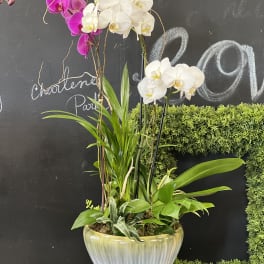 Potted orchid arrangement with white and magenta blooms in a ceramic planter