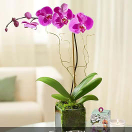 Pink orchid plant in a square glass pot with a candle nearby