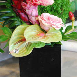 Tropical floral arrangement with pink blooms and pale green anthuriums in a black vase