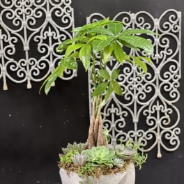Potted succulent arrangement with a small money tree in a geometric planter