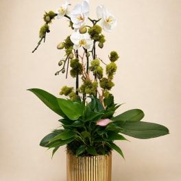 Bare Orchid