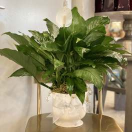 White peace lily in a white pot with a ribbon bow