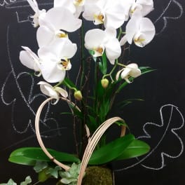 White orchid arrangement in a black square container with decorative loops