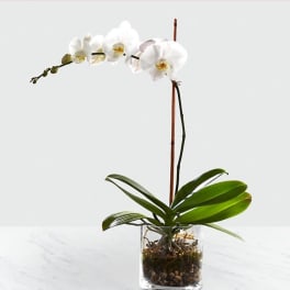 White orchid plant in a clear glass pot with pebbles