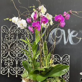 Tall orchid arrangement in a white planter with pink and white blooms