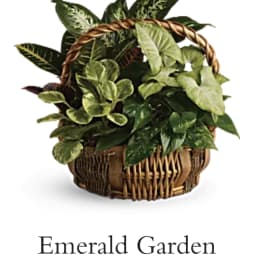 Mixed green houseplants in a woven basket