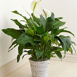 Potted peace lily with white blooms in a woven basket