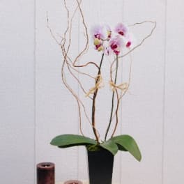 Pink orchids in a tall black vase with decorative branches and candles on a table