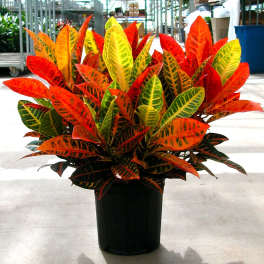 Croton Plant- Large
