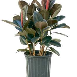 Large Rubber Tree Plant