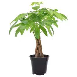 Money Tree