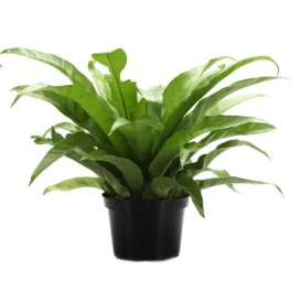 Birds Nest Fern
