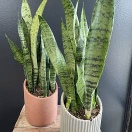 Snake Plant in Ceramic