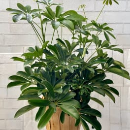 Potted green houseplant with glossy leaves in a wooden basket