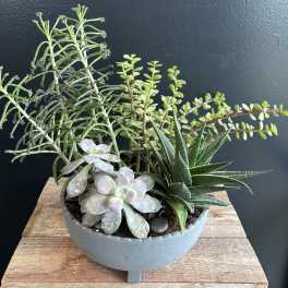 Potted succulent arrangement in a gray bowl planter