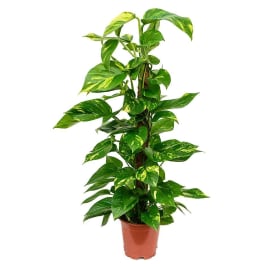 Potted trailing houseplant with green and yellow variegated leaves