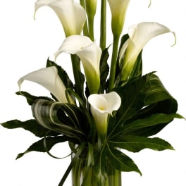 White calla lilies arranged in a clear glass vase
